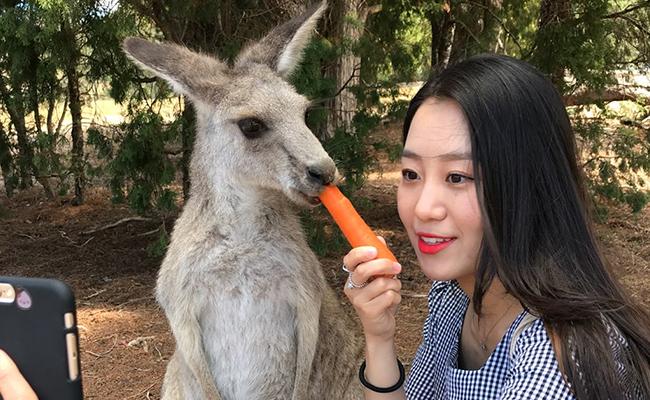 캥거루4
