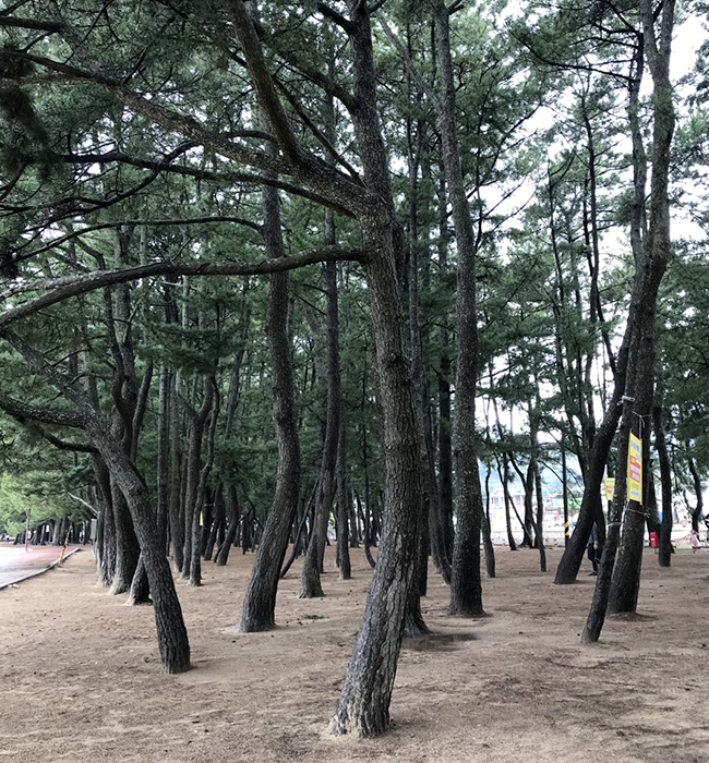 비단결 백사장과 하모니를 이루는 송림