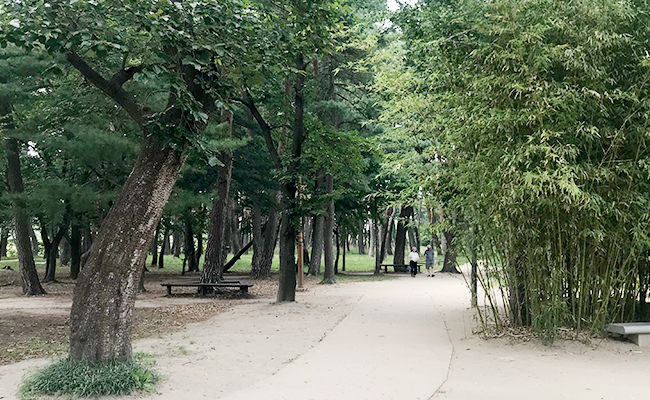 소나무들이 울창한 산책로