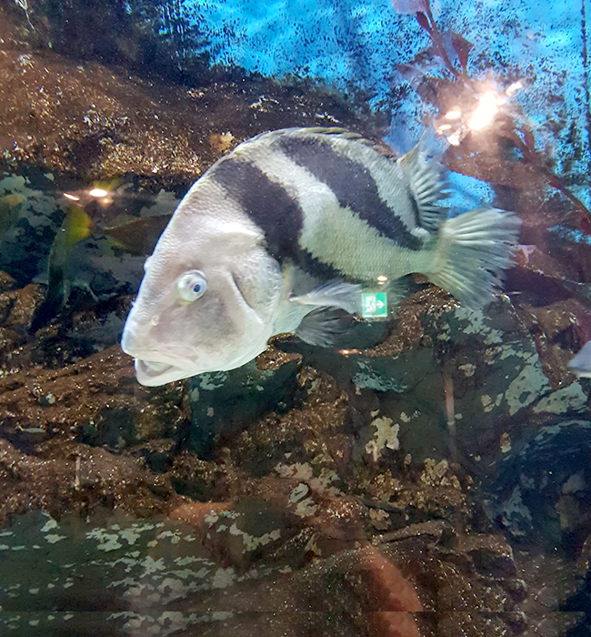 수족관 관람 2