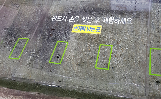 닥터피쉬 체험