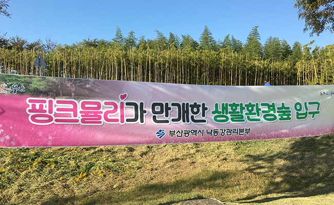 핑크뮬리를 홍보하는 현수막