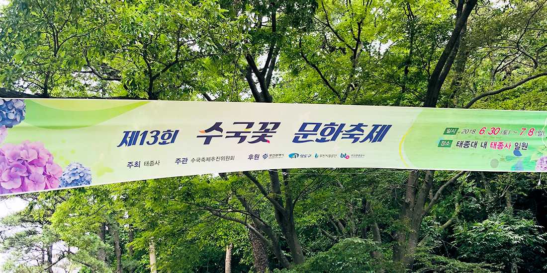 수국꽃 문화축제 대표사진