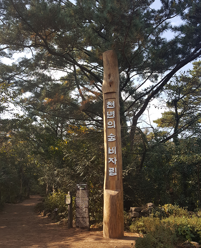 비자림_천년의숲 비자림