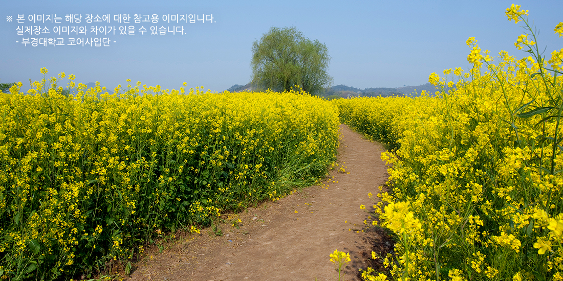 부산낙동강유채꽃 축제